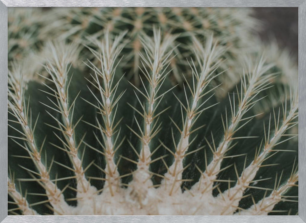 Cactus Poster